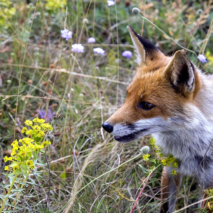 Wild fox di tritone