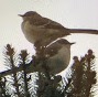 Pine Warbler