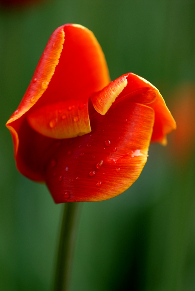 Tulipano selvaggio di photos