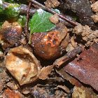 Forest Prettymouth - puffball