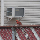 Northern Cardinal