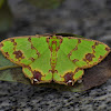 Geometer Moth