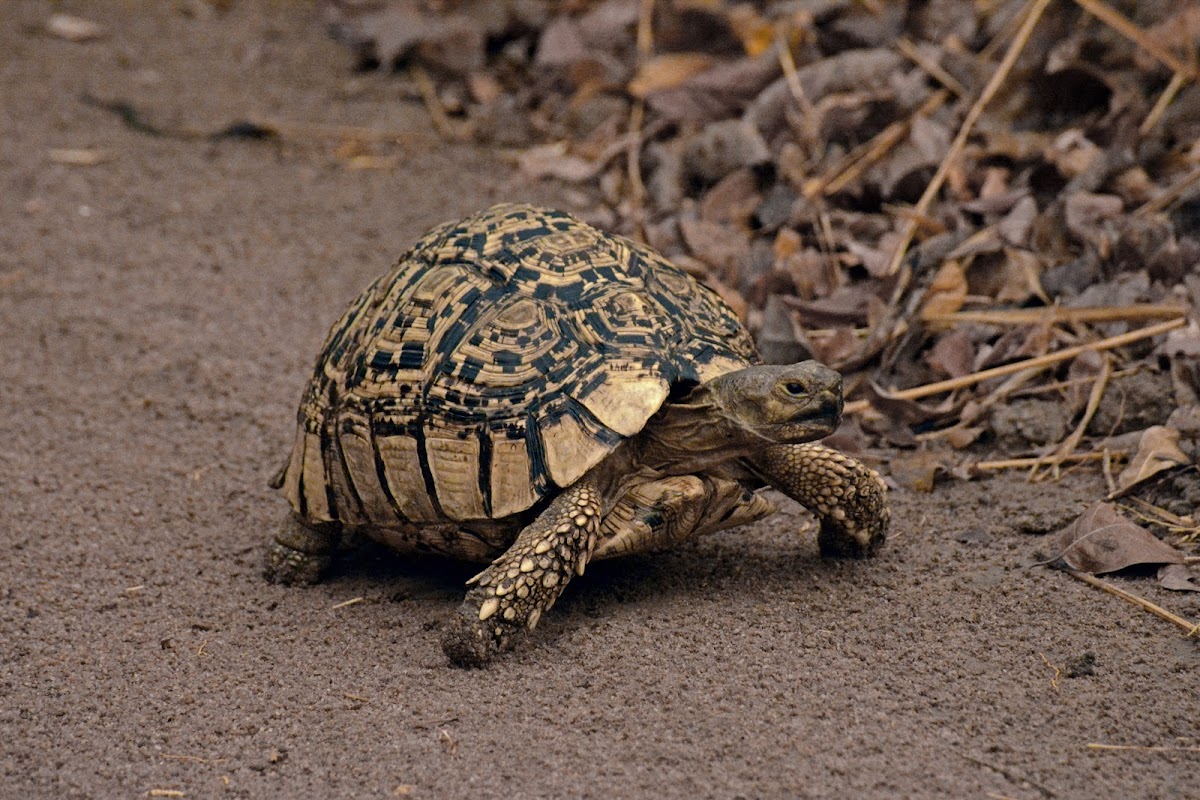 Leopard tortoise