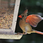 Northern cardinal - female