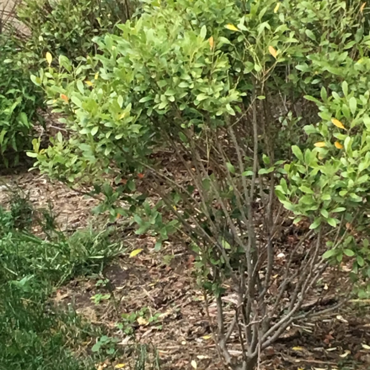 Flowers, Tree, and Bush