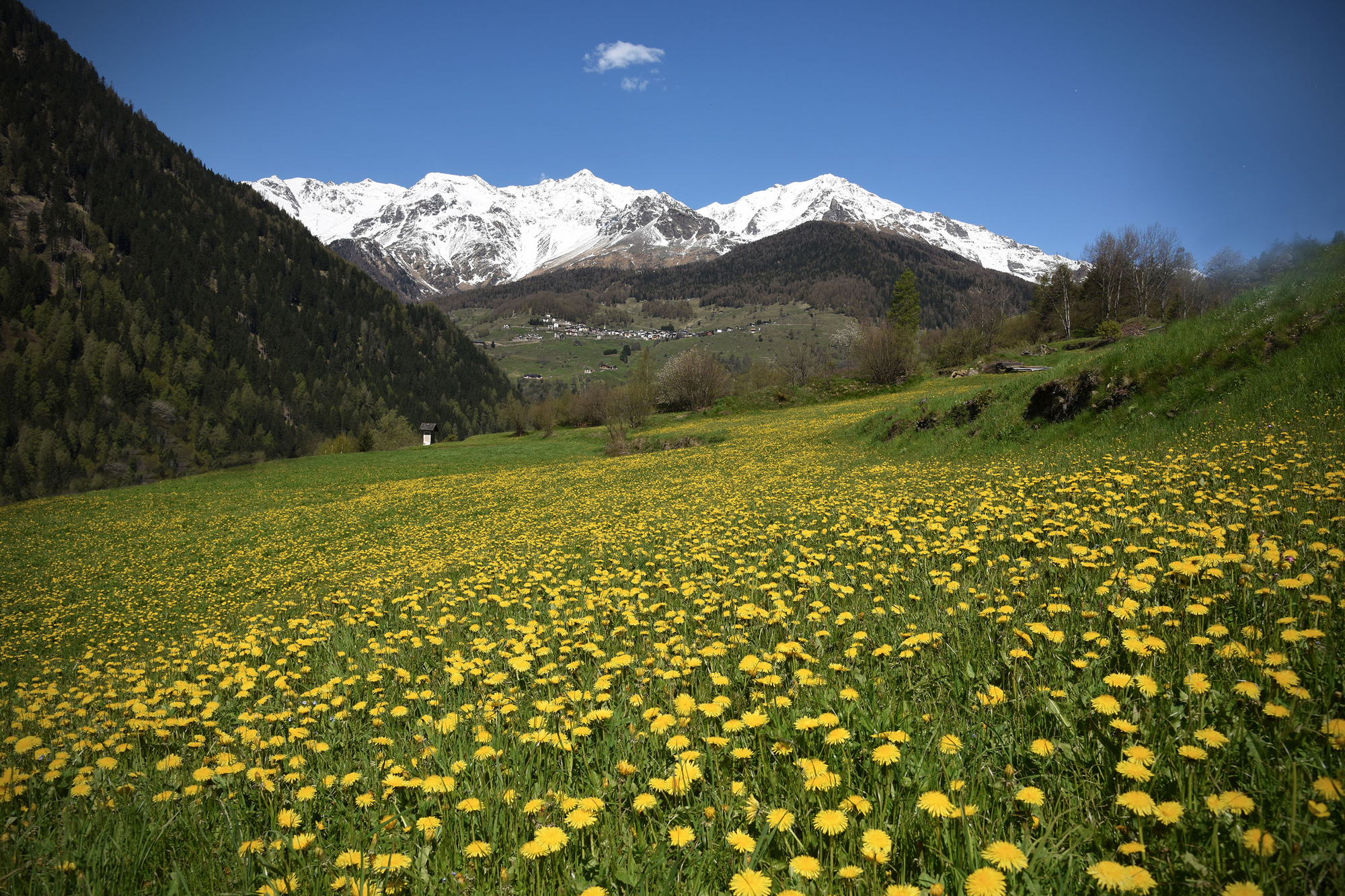 Distesa gialla di Franzfoto 