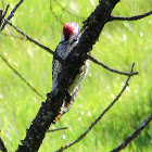 Nutalls Woodpecker