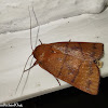 Moth (Erebidae)