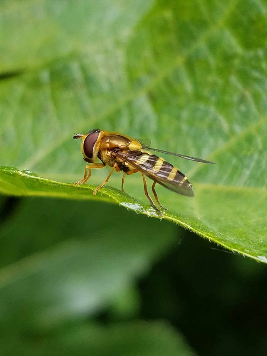 Hoverfly