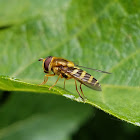 Hoverfly