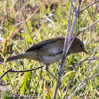 Chiffchaff