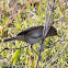 Chiffchaff