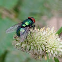 Musca domestica