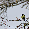 Great Tit