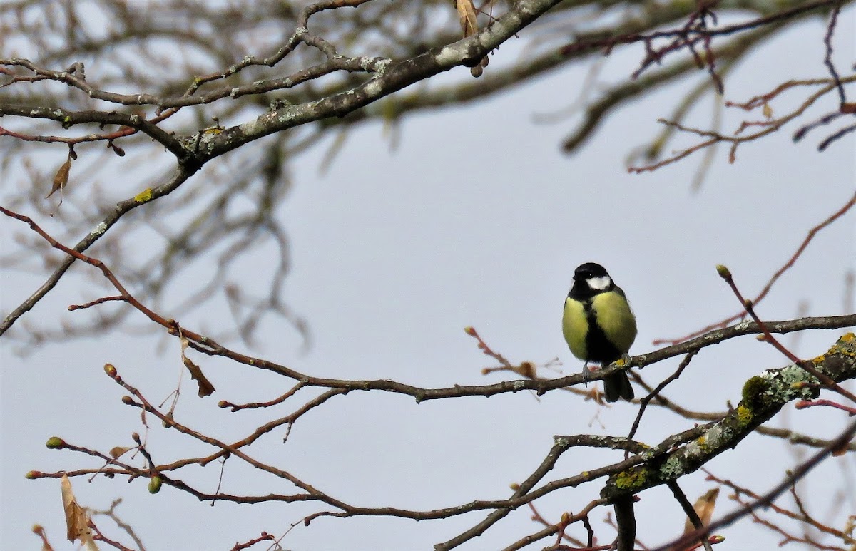 Great Tit