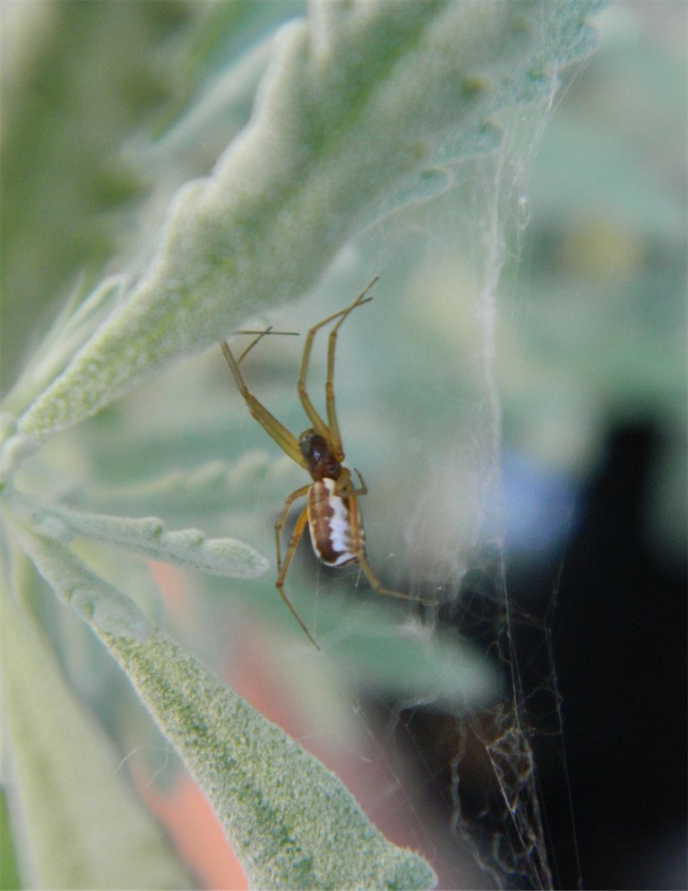 Sheetweb weaver