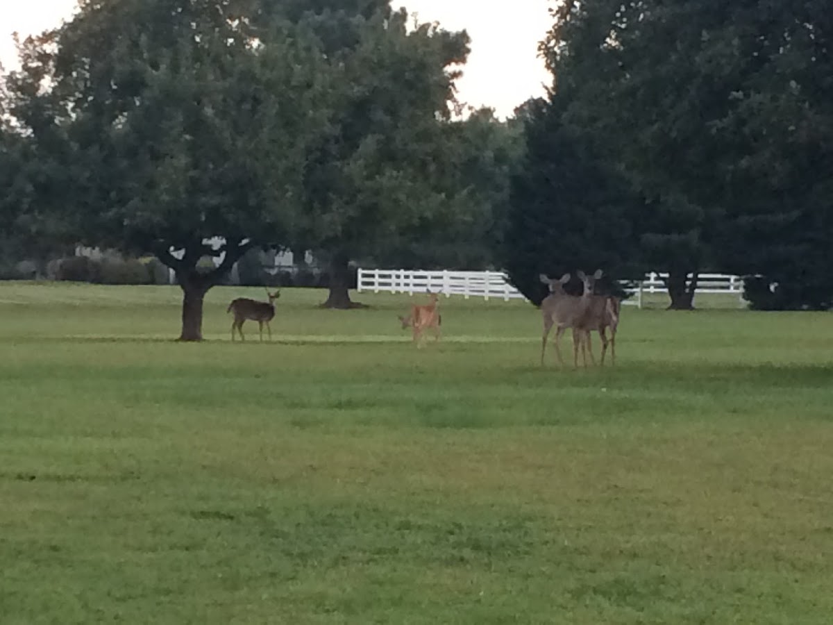 White tail deer