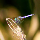 Great Blue Skimmer Dragonfly (male)