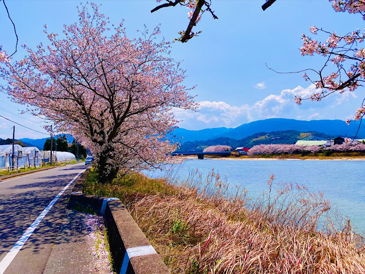 インテグラの桜と愛車・4月もよろしくお願い致します🌸・桜シーズン開幕・御船山楽園に関するカスタム事例の投稿画像6枚目