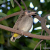 Himalayan bulbul