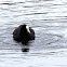 The common coot