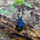 metallic blue tiger bettle