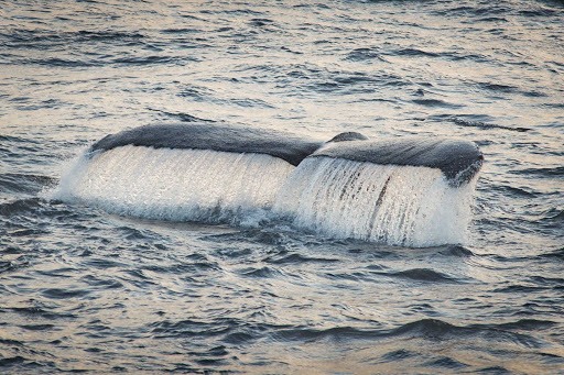 Ponant-Argentina-whale-tail.jpg - Watch whales from the deck of a Ponant luxury expedition cruise from Argentina to Antarctica.   