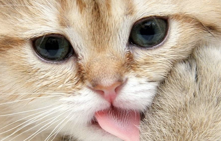 Cat licking screen clean small promo image