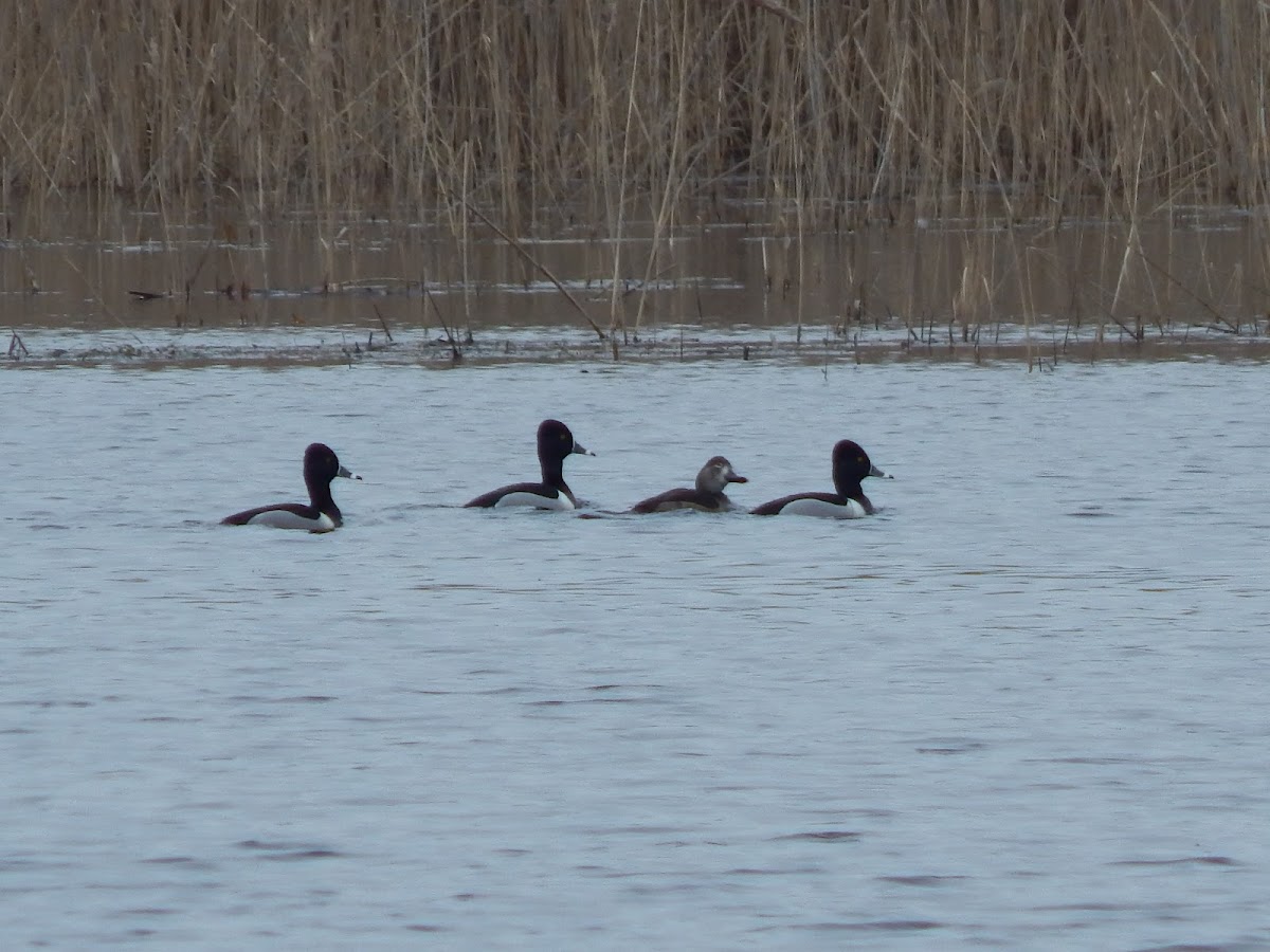 Ring-billed Duck