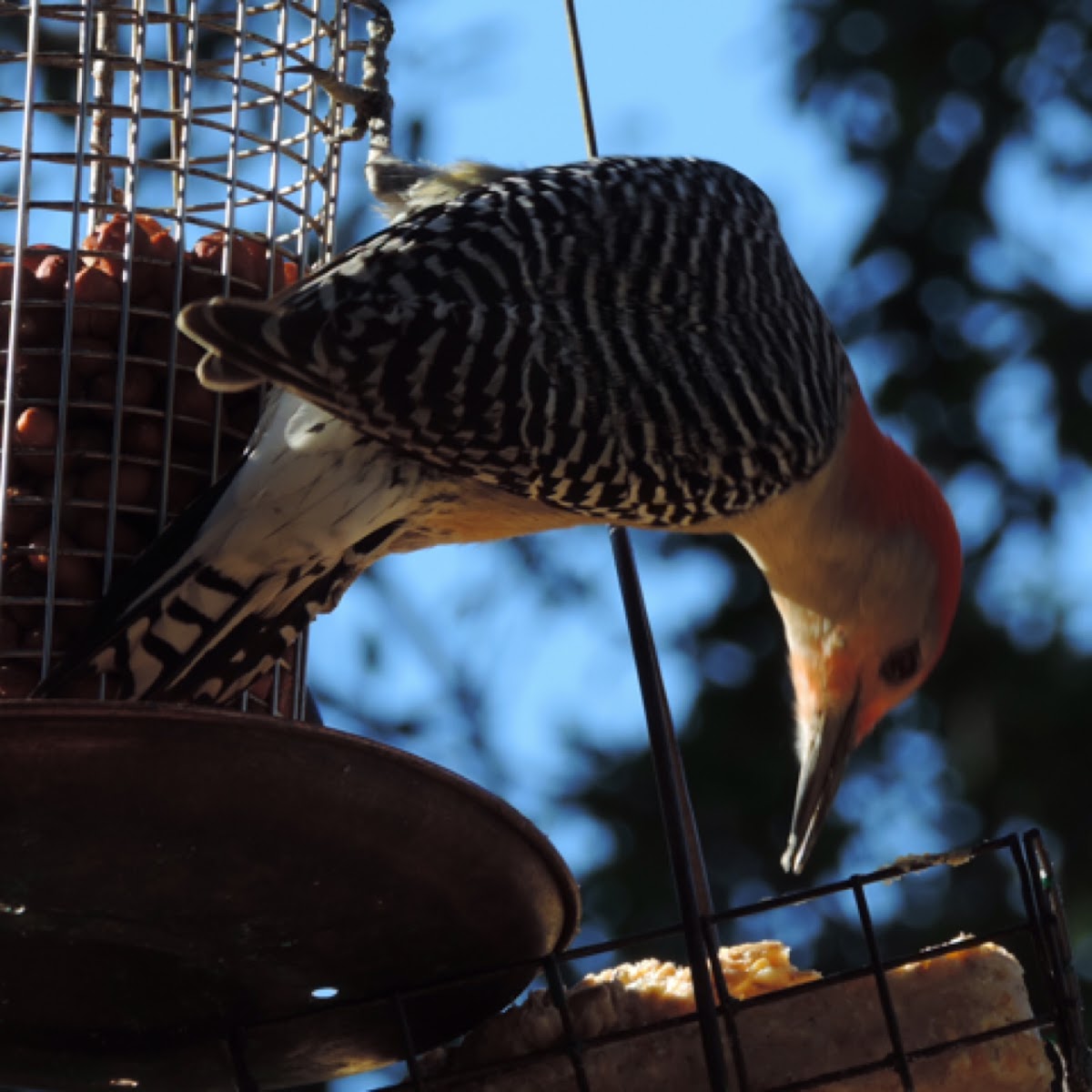 Red-bellied Woodpecker