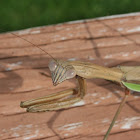 Chinese Mantis