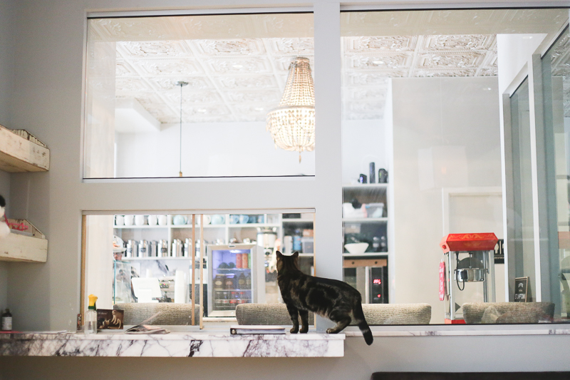 Little Lions Cat Cafe in NYC 