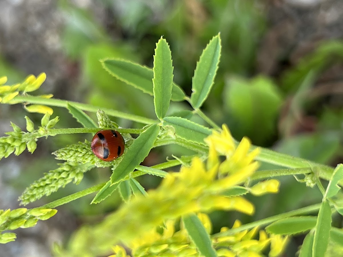 Transverse Lady Beetle