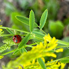 Transverse Lady Beetle