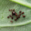 Aphid