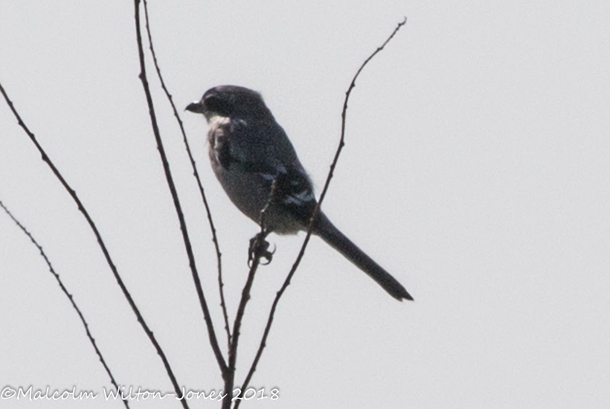 Southern Grey Shrike; Alcaudón Real