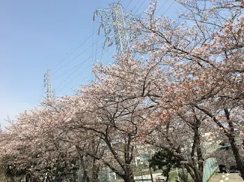 桜の色はなぜピンク2