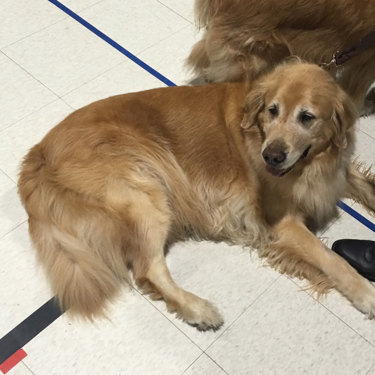 Domestic dog - Golden retriever