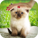 Pat a Kitten Apk