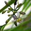 Dianella flowers