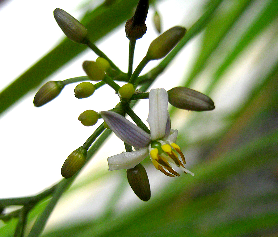 Dianella flowers