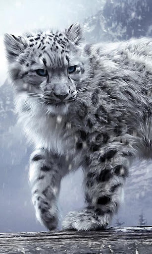 snow leopard wallpaper