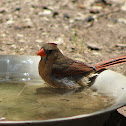 Northern cardinal - female