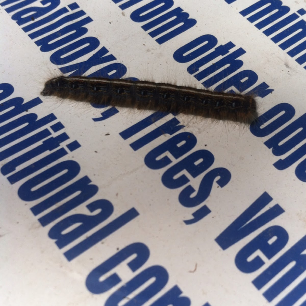 Eastern Tent Moth Caterpillar