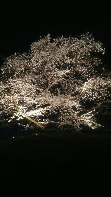 bBの平成最後の  桜❁⃘*.ﾟこらぼ・平成最後の、鶴ヶ城の夜桜。に関するカスタム事例の投稿画像6枚目