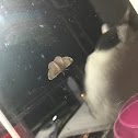 Faint Spotted Angle Moth