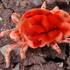 Red Velvet Mite