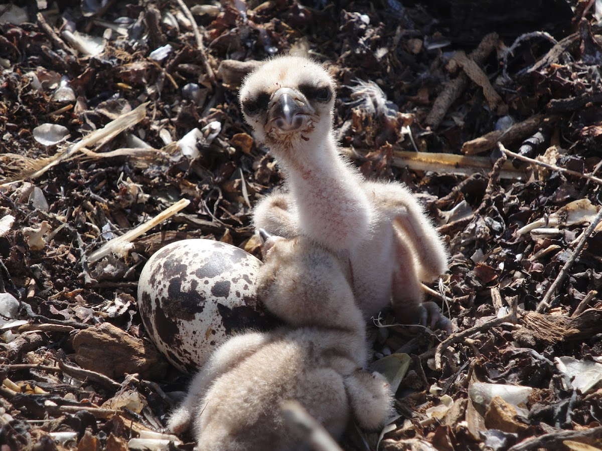 Osprey