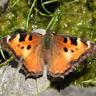 California tortoiseshell