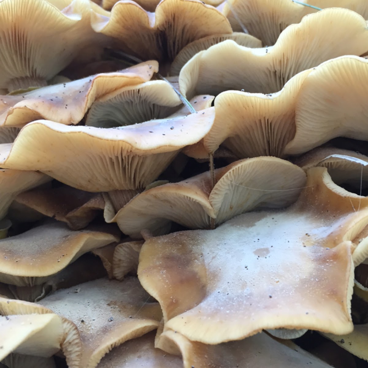 Honey Fungus